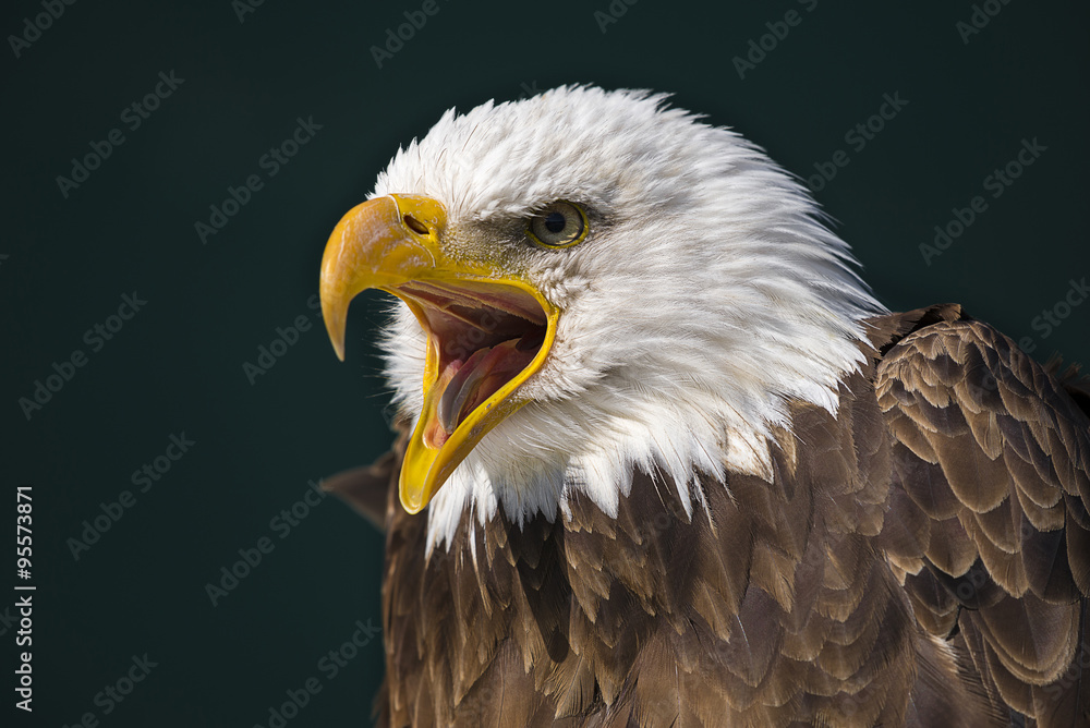 Naklejka premium American bald eagle (Haliaeetus leucocephalus)