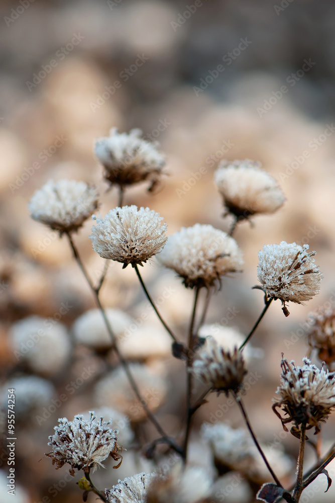 Dried up blooming plant covered with hoarfrost. Selective focus. Dried up blooming plant covered with hoarfrost. Selective focus.