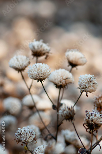 Dried up blooming plant covered with hoarfrost. Selective focus. © Oksana Schmidt