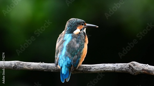 Common Kingfisher (Alcedo atthis), the beautiful blue birds perching on the branch showing its back profile feathers photo