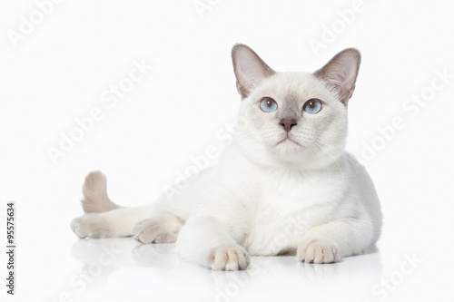 Cat. Thai cat on white background