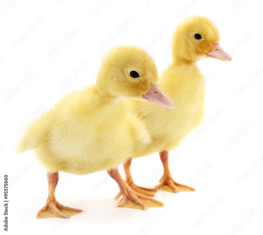 Two ducklings. Two ducklings.