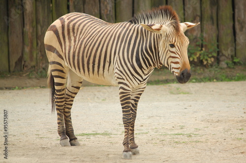 Zebra w Zoo w Dvur Kralowe  Czechy .