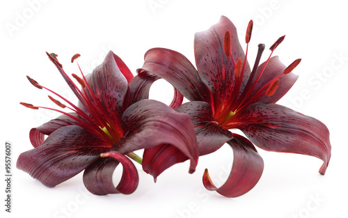 Fototapeta Naklejka Na Ścianę i Meble -  Two red lilies.