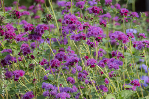 Ageratum flowers