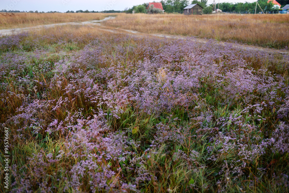 Fototapeta premium Close up view on a beautiful field