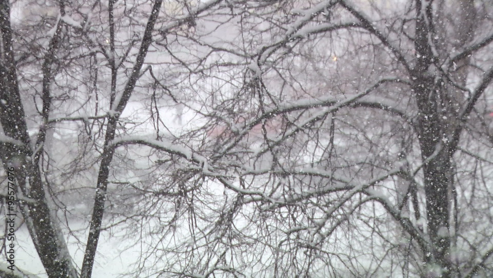 snow and trees in Russia snow and trees in Russia