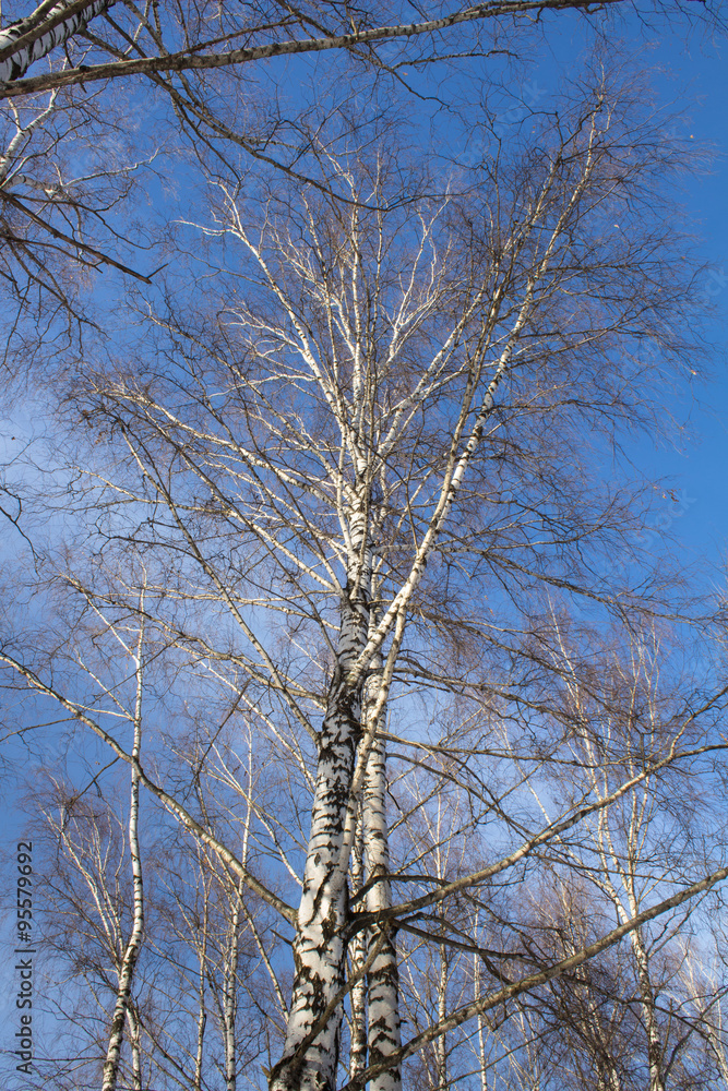 Blue sky and a birch