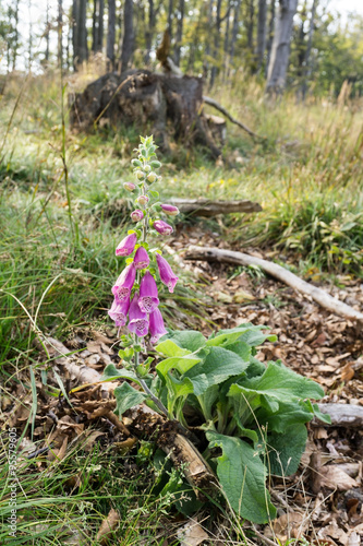 Digitalis purpurea (foxglove, common foxglove, purple foxglove, lady's glove) on Rownica mountain in Silesian Beskids, Poland. Vertical image, nobody. photo