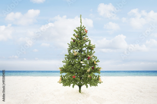view of Christmas tree on wild empty tropical beach