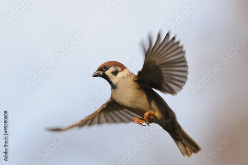 Flying Tree Sparrow against sky background