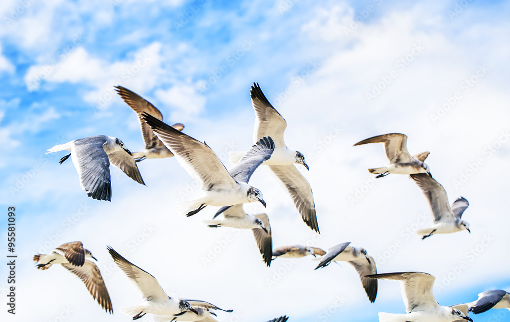 Obraz premium White sea gulls flying in the blue sunny sky.