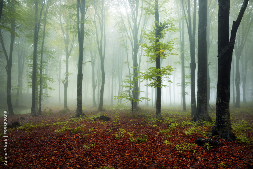 Trees in misty forest Trees in misty forest