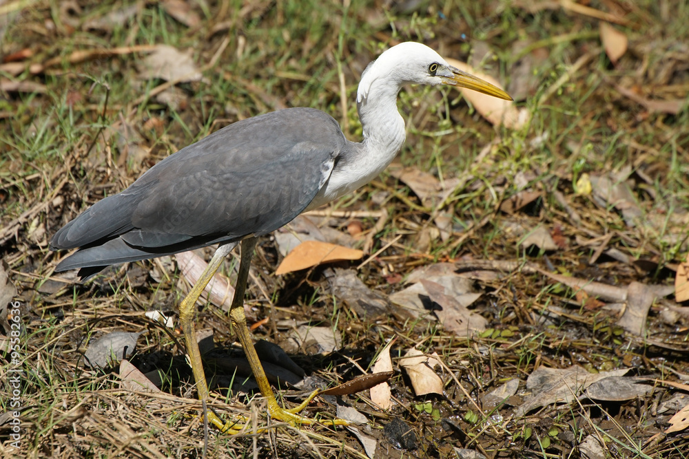 Weißhalsreiher, Australien Weißhalsreiher, Australien