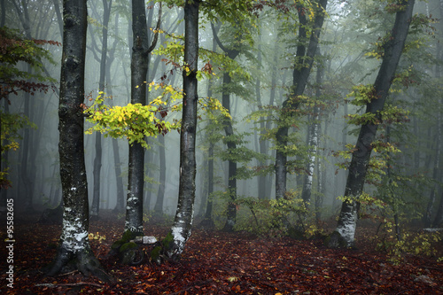Fog in a dark fall day inside the forest