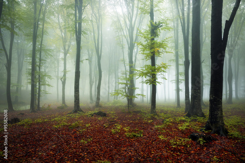 Trees in misty forest