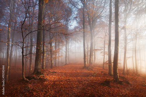 Fairy tale path through the forest with mist and light