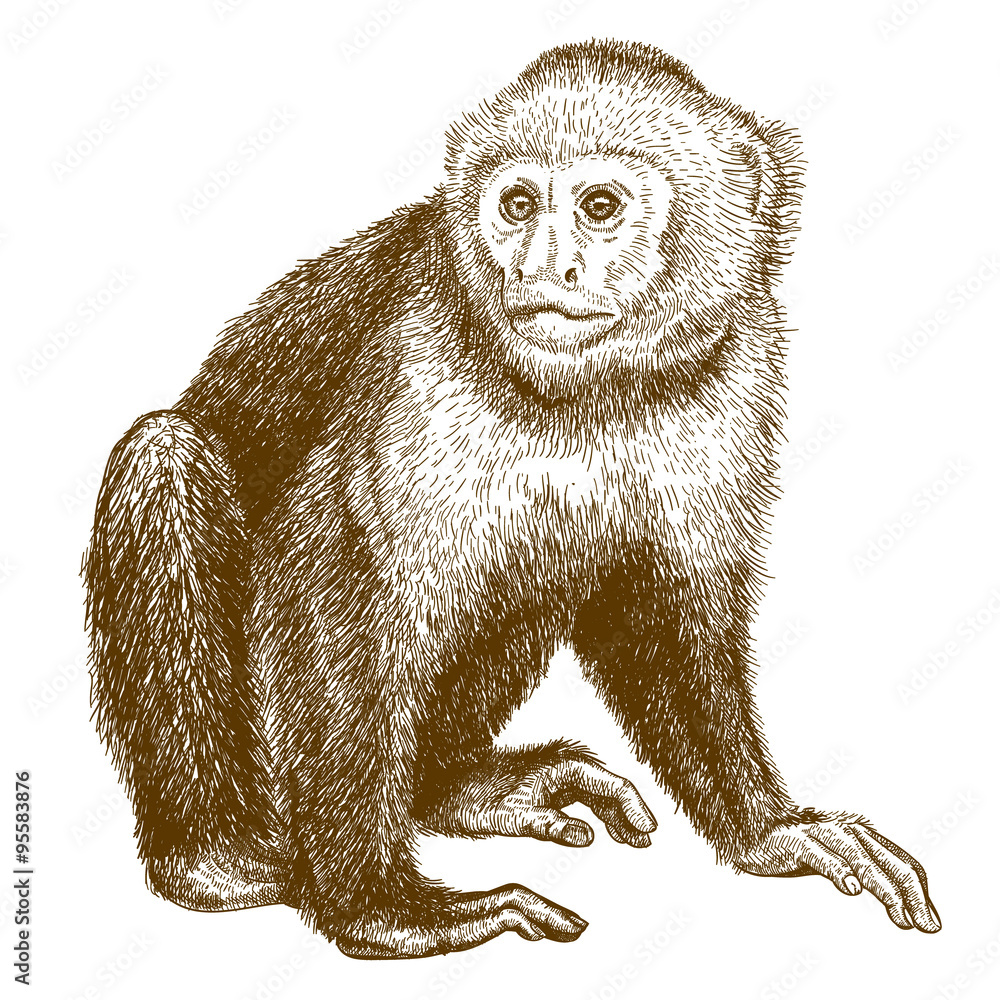 Naklejka premium engraving antique illustration of capuchin