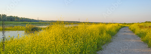 Wild flowers along a lake in summer at sunrise 