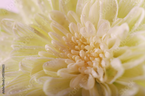 Fresh white chrysanthemum, macro