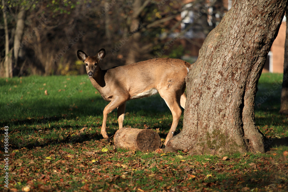 White-tailed deer in early fall morning light White-tailed deer in early fall morning light