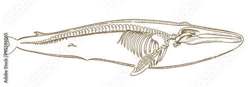 engraving  illustration of whale skeleton