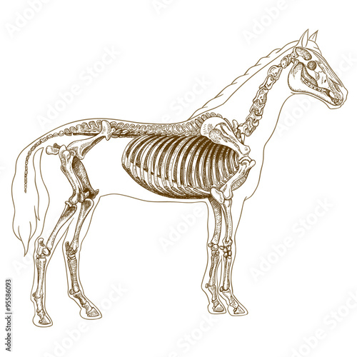 engraving  illustration of horse skeleton