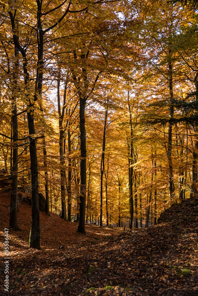 Obraz premium Landschaft im Herbst