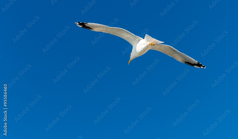 Obraz premium Seagull gliding through the air