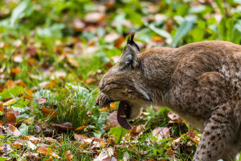 Luchs im Wald