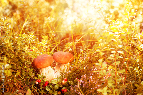 Fall, autumn, leaves background. Mushrooms and berries in the fo