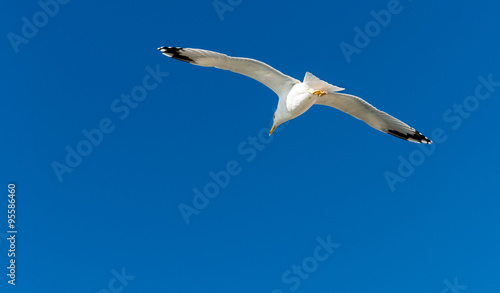 Seagull gliding through the air