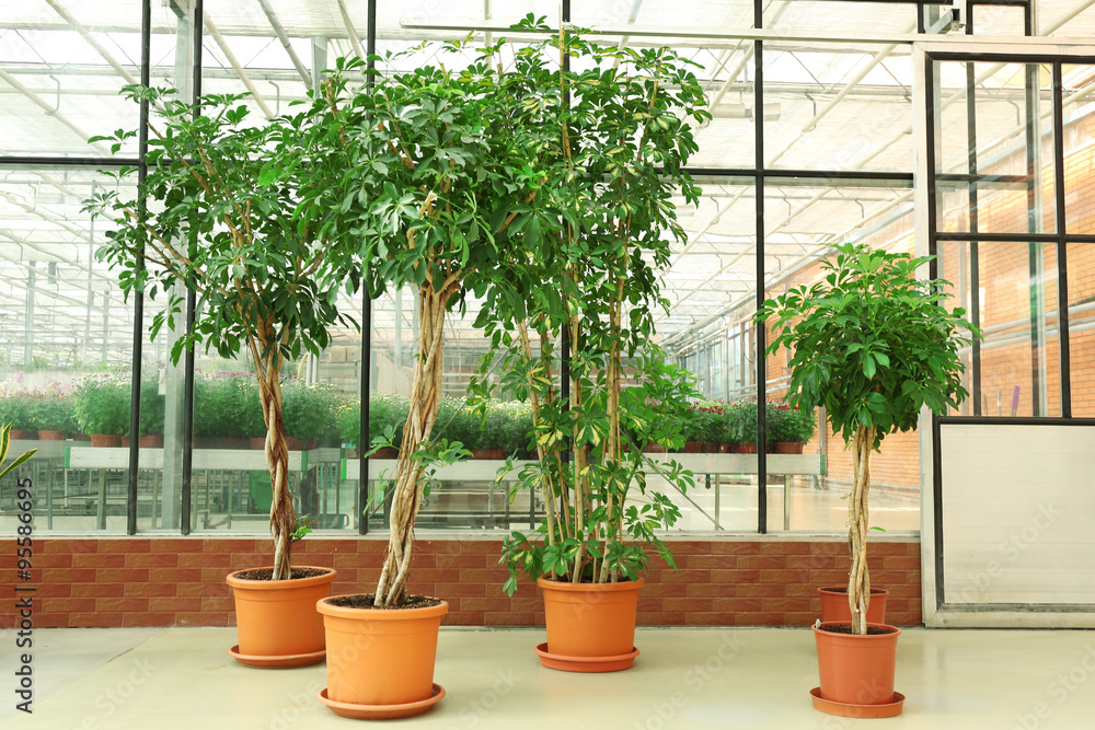 Huge greenhouse with lot of flowers and plants for sale Huge greenhouse with lot of flowers and plants for sale