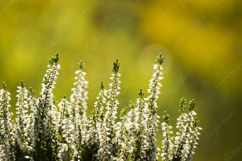 Fototapeta premium White calluna vulgaris