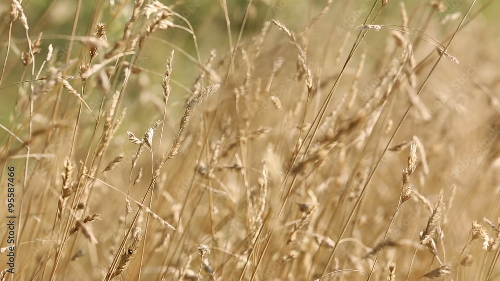 Wild Golden grasses blowing in a field on a Summers day Wild Golden grasses blowing in a field on a Summers day