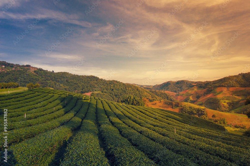 Tea Plantation at Doi Mae Salong in Chiang Rai, Thailand