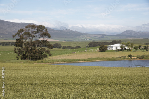 Crops growing on a farm in the wheatland region close to Caledon Western Cape