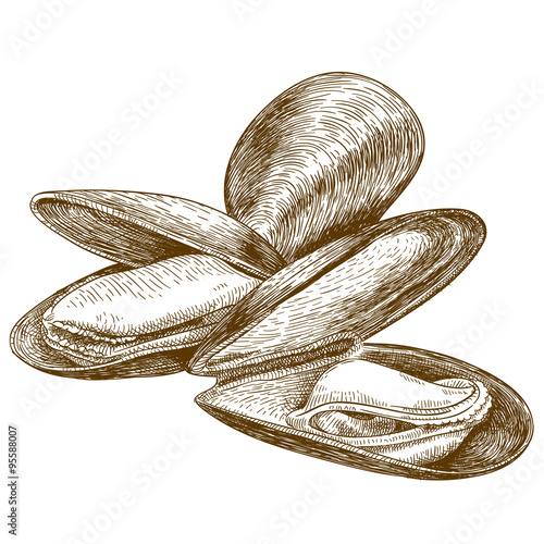 engraving illustration of mussel