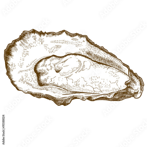 engraving  illustration of oyster