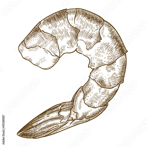 engraving  illustration of shrimp