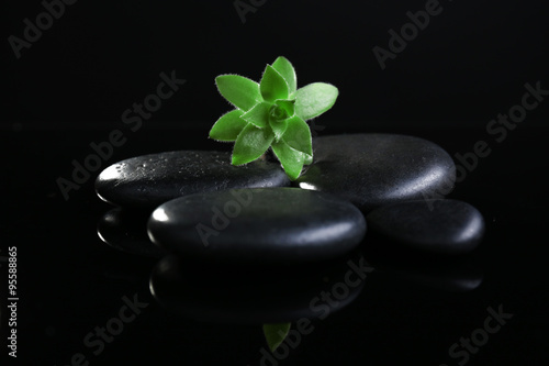 Stack of stones and a green flower  on black background. Spa relaxation concept