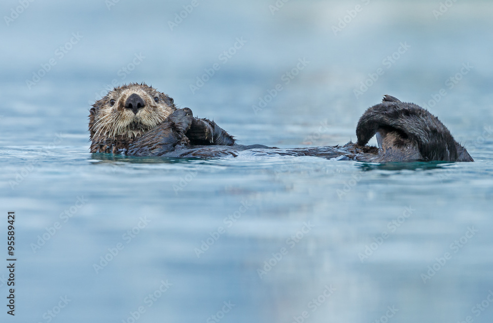 Fototapeta premium Sea otter floating in the ocean near Alaska