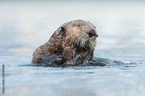 Sea otter floating in the ocean near Alaska