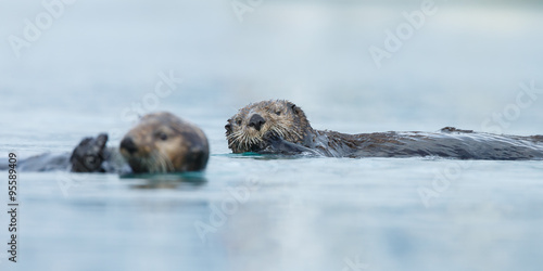 Sea otter floating in the ocean near Alaska © Menno Schaefer