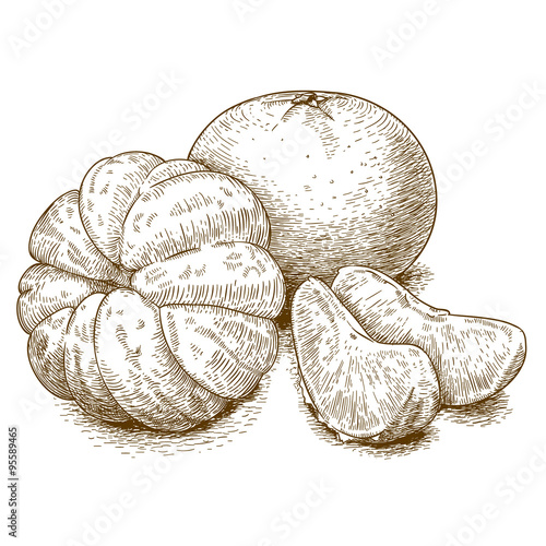 engraving illustration of tangerine