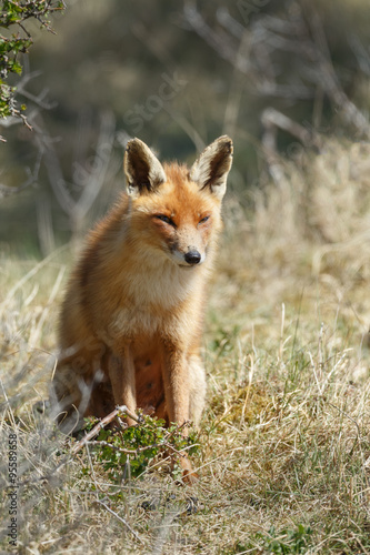 Red fox  © Menno Schaefer