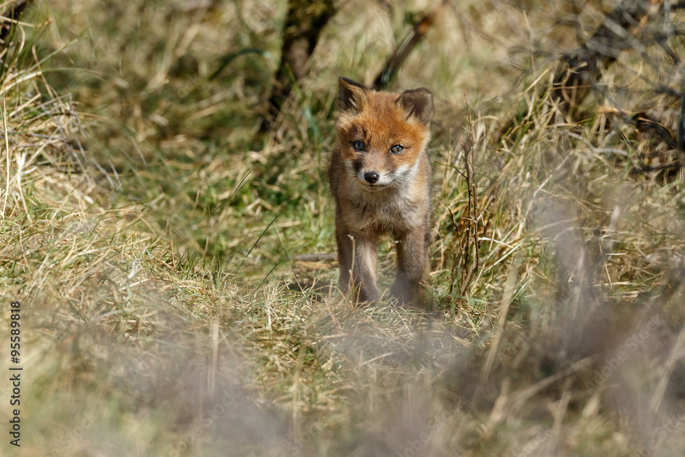 Red fox cub Red fox cub