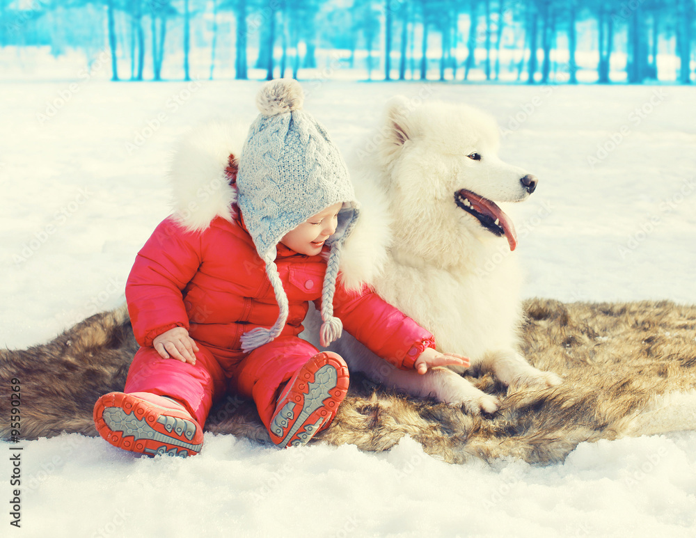 Little child with white Samoyed dog sitting on snow in winter da Little child with white Samoyed dog sitting on snow in winter da