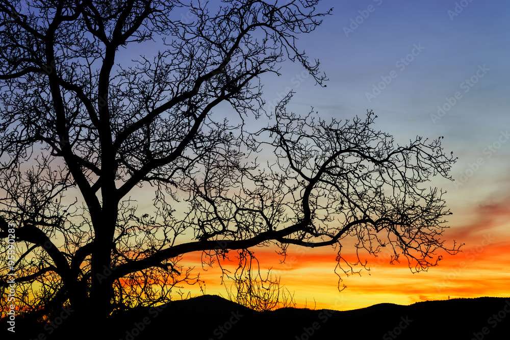 Abstract colorful sunset landscape with tree silhouette