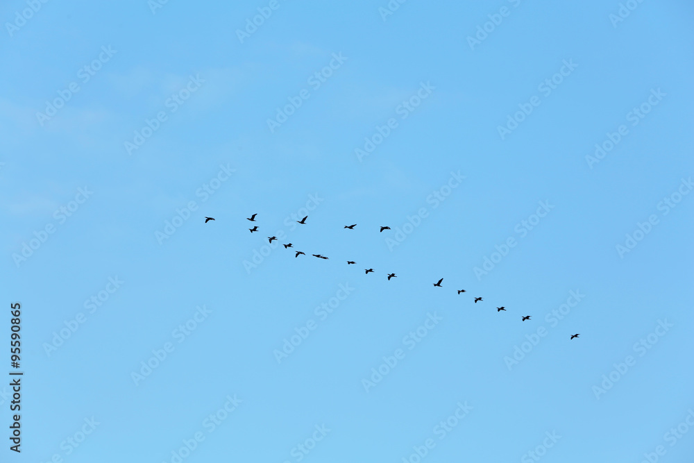 Flock of migratory ducks on blue sky Flock of migratory ducks on blue sky